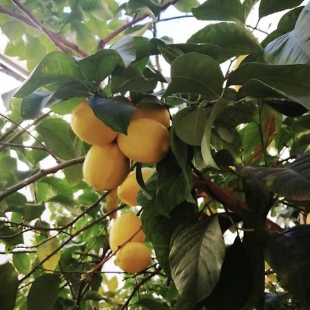 El Limonar De La Ribera Parking Disponible De Pago Lägenhet Córdoba Exteriör bild