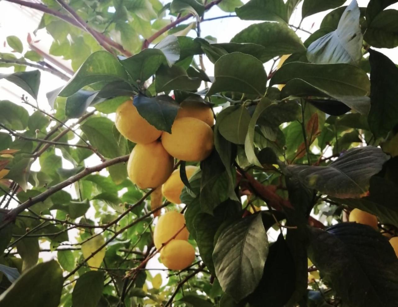 El Limonar De La Ribera Parking Disponible De Pago Lägenhet Córdoba Exteriör bild